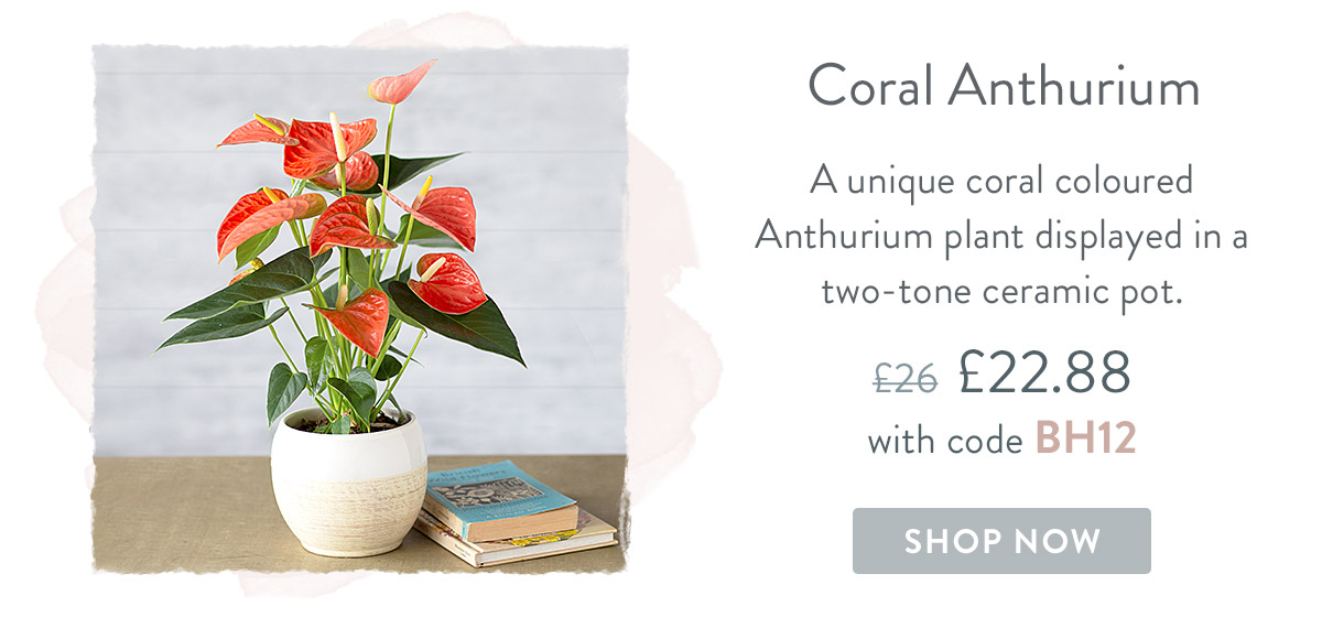 Coral Anthurium - only &pound;22.88