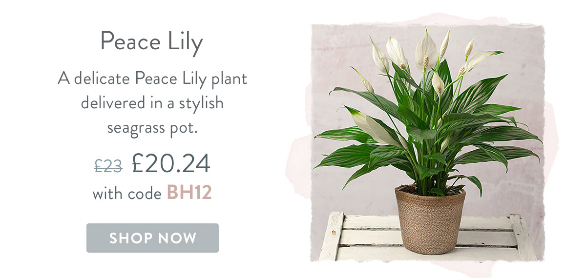 Peace Lily - only &pound;20.24