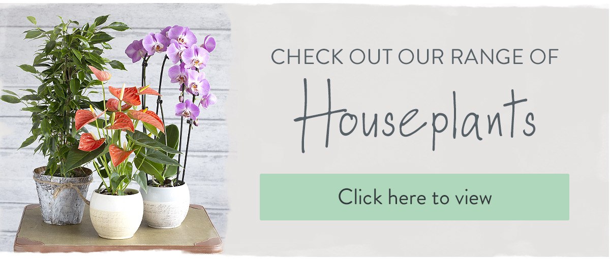 Check out our range of houseplants