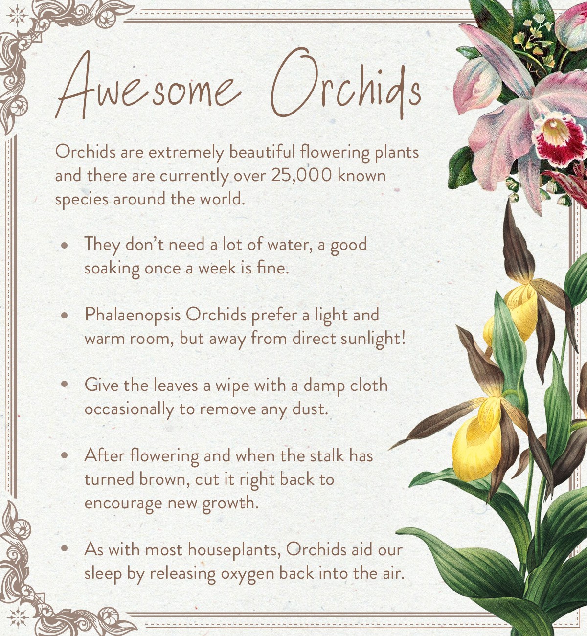 Awesome orchids