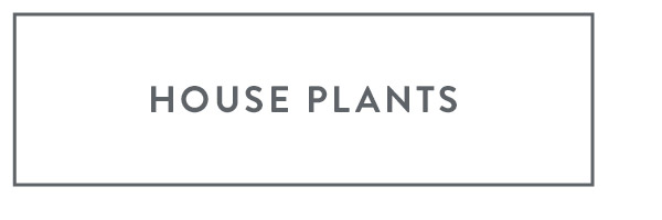 House Plants