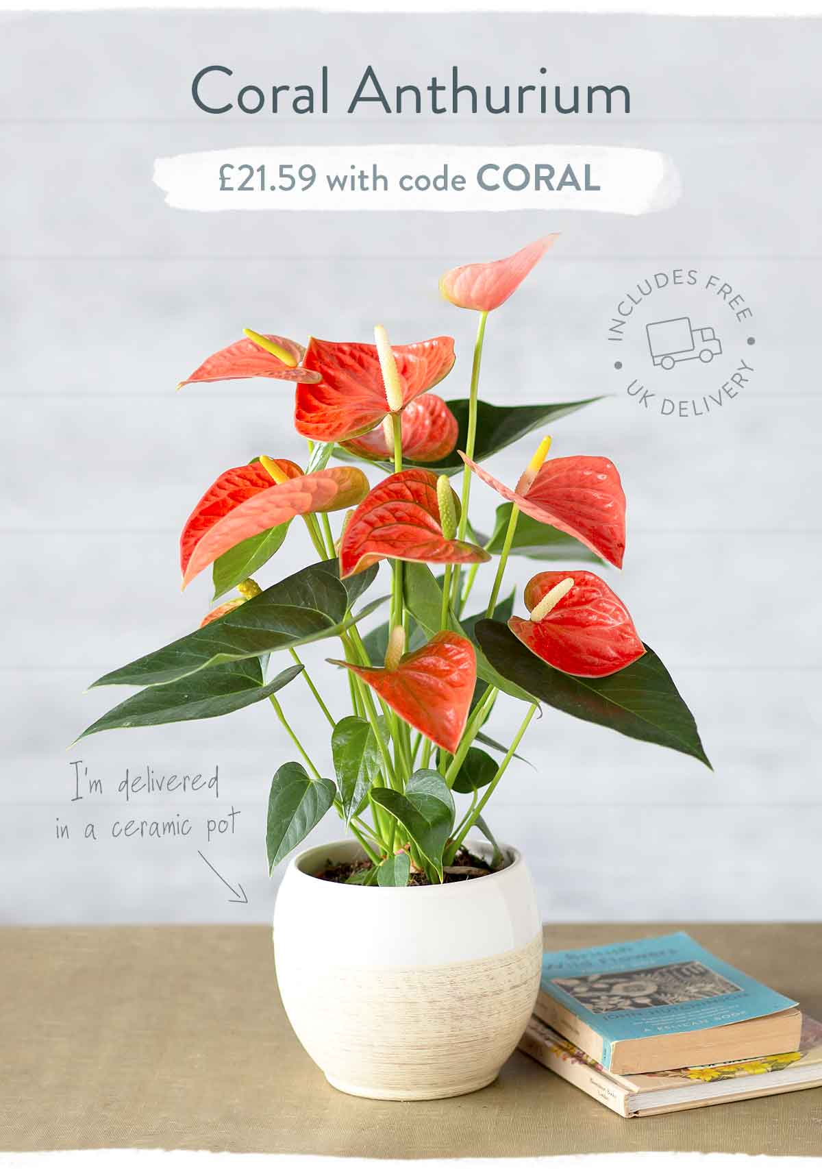 Coral Anthurium - Only &pound;21.59