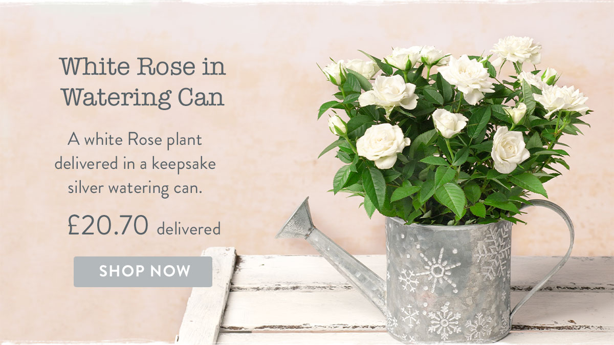 White Rose in Watering Can - only &pound;20.70