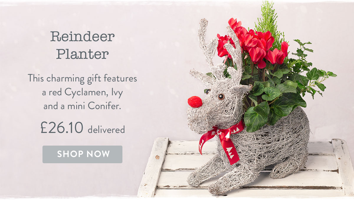 Reindeer Planter - only &pound;26.10