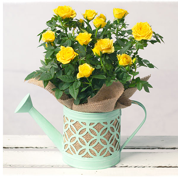 Yellow Rose in Watering Can - Only &pound;17.99