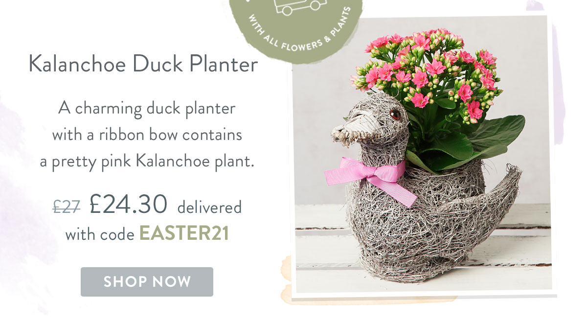 Kalanchoe Duck Planter - Only &pound;24.30 delivered with code