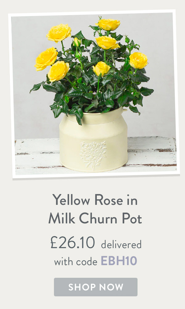 Yellow Rose in Milk Churn Pot - only &pound;26.10 delivered