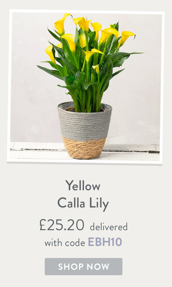 Yellow Calla Lily - only &pound;25.20 delivered