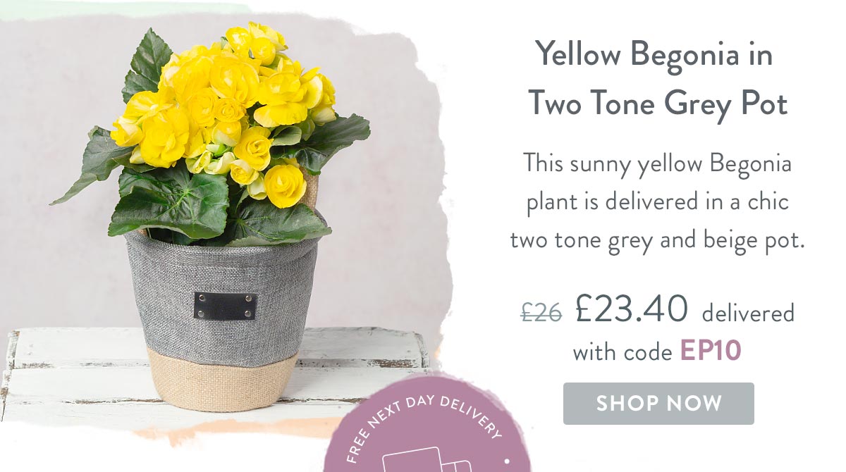 Yellow Begonia in Two Tone Grey Pot - Only &pound;23.40 delivered