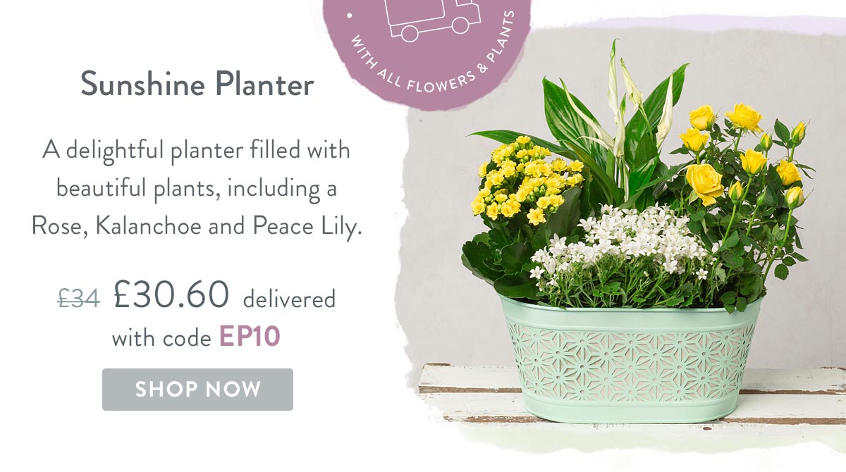 Sunshine Planter - Only &pound;30.60 delivered