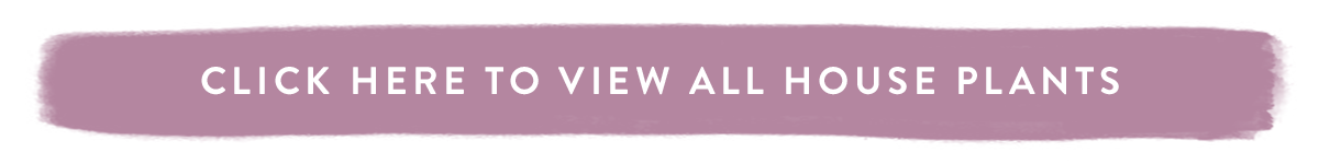 Click here to view all House Plants