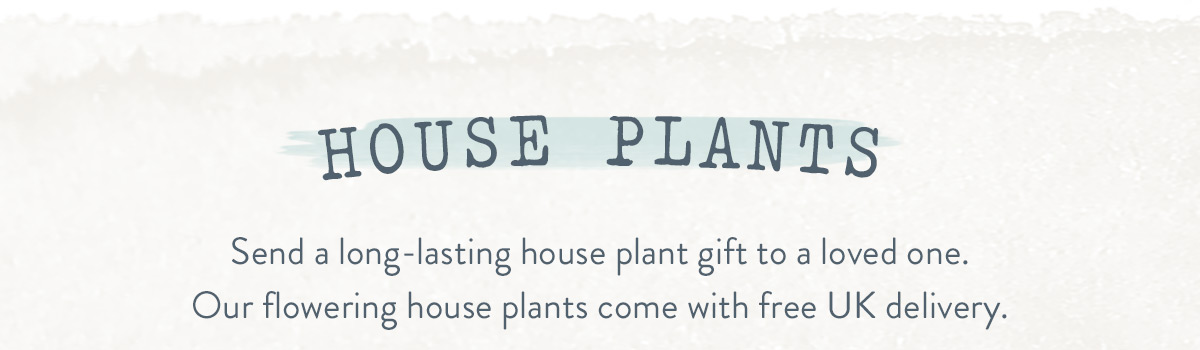Send a long-lasting house plant gift to a loved one. Our flowering house plants come with free UK delivery.?