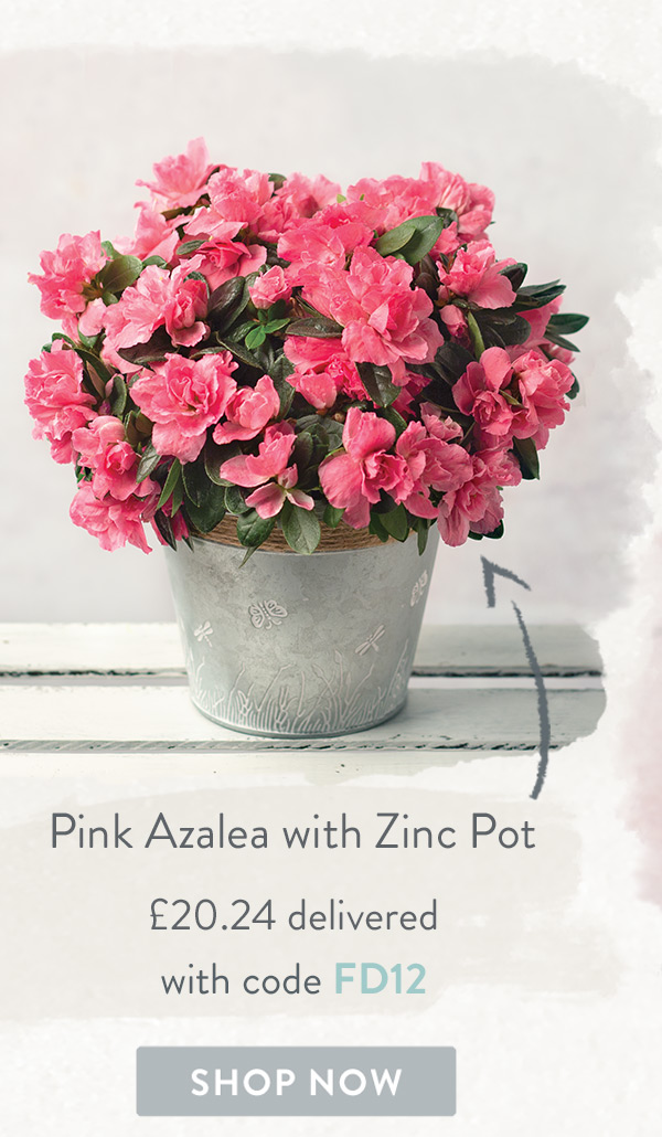 Pink Azalea with Zinc Pot - Only &pound;20.24