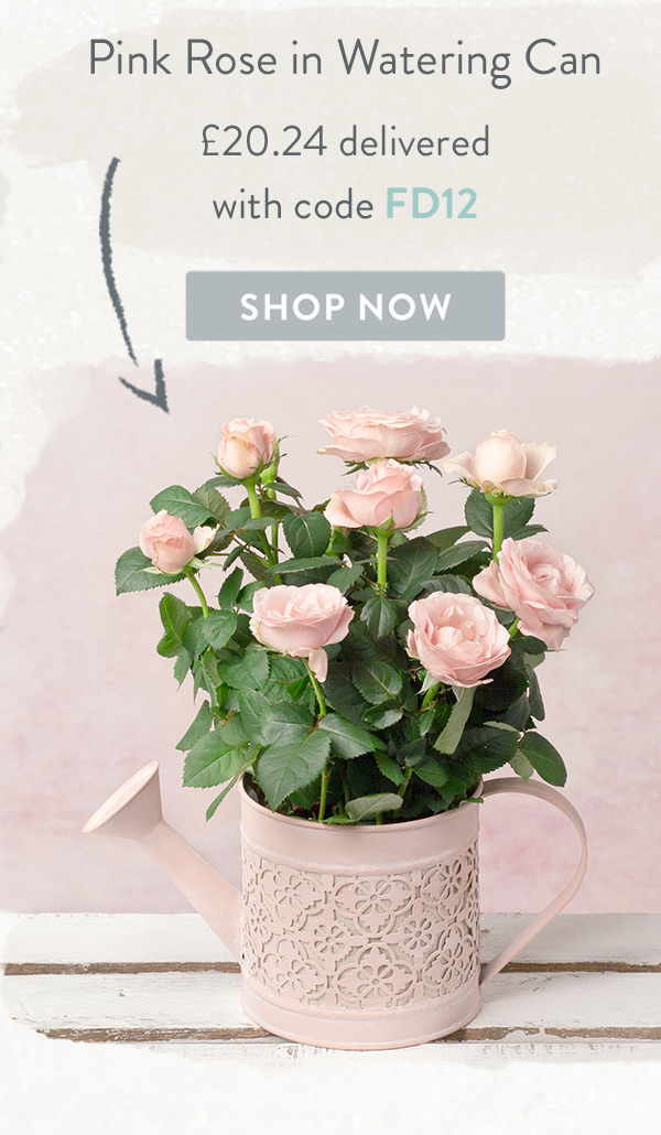 Pink Rose in Watering Can - Only &pound;20.24