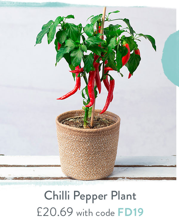 Chilli Pepper Plant - Only &pound;20.69