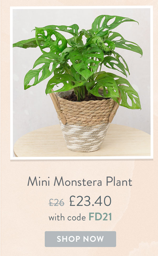 Mini Monstera Plant - Only &pound;23.40 delivered with code