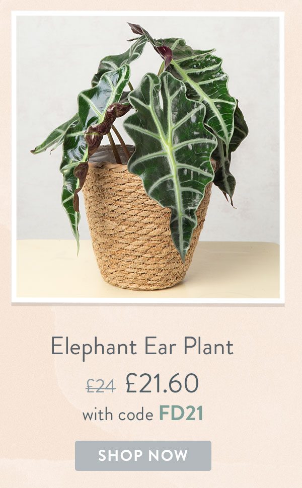 Elephant Ear Plant - Only &pound;21.60 delivered with code