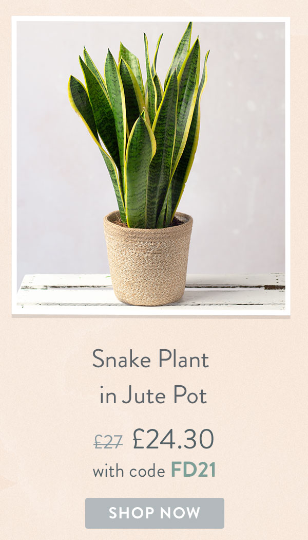 Snake Plant in Jute Pot - Only &pound;24.30 delivered with code