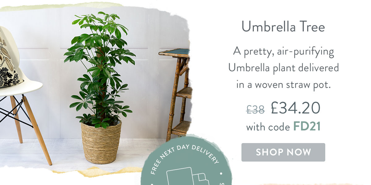 Umbrella Tree - only &pound;34.20 delivered