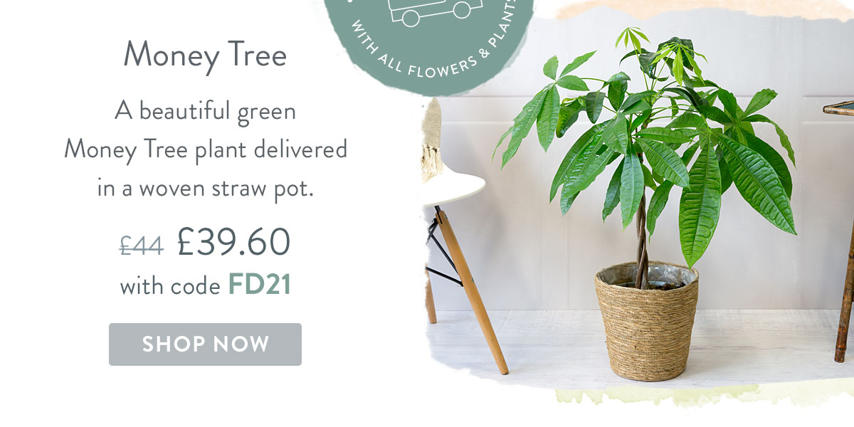 Money Tree - only &pound;39.60 delivered