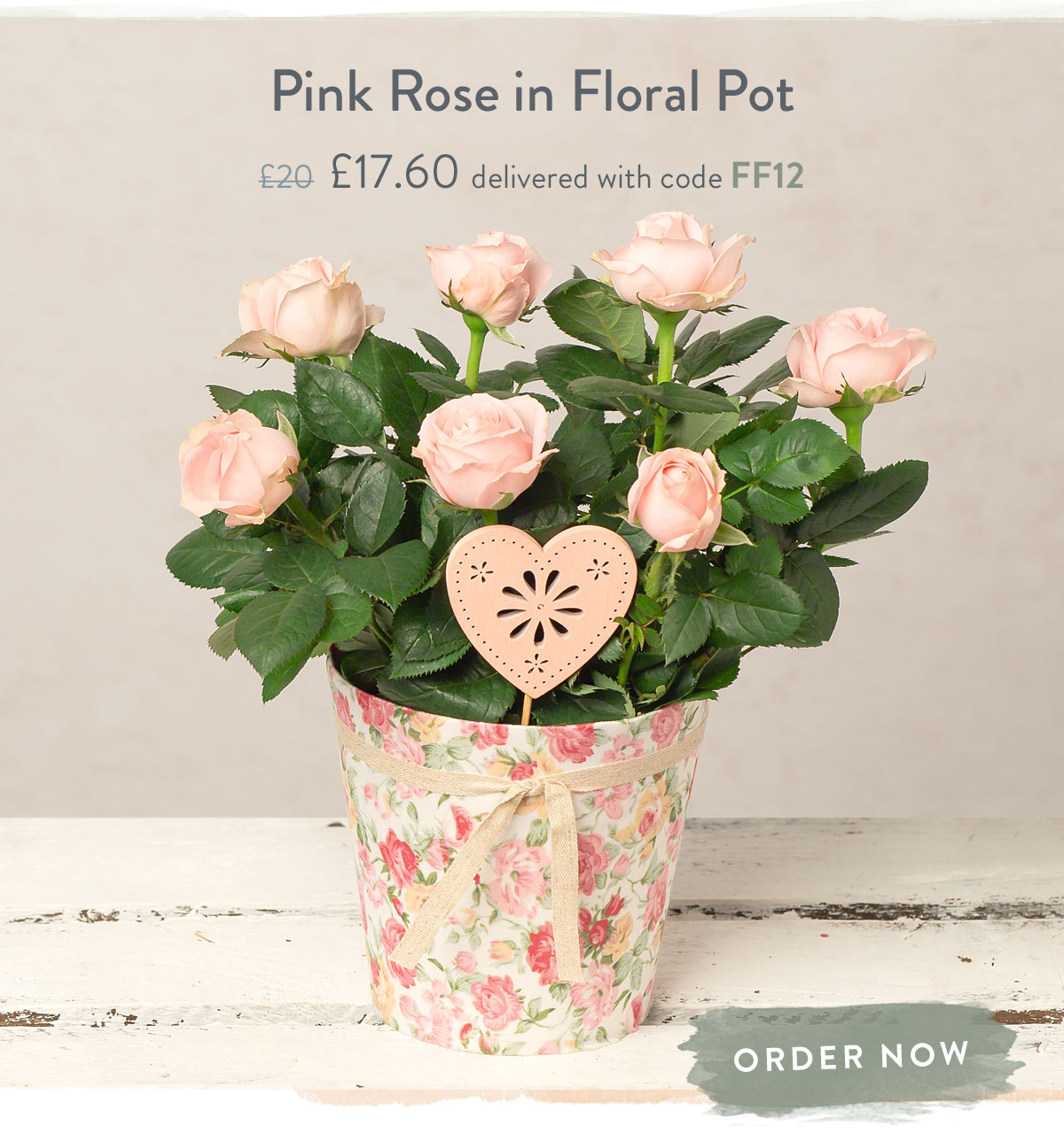 Pink Rose in Floral Pot - Only &pound;17.60 delivered with code