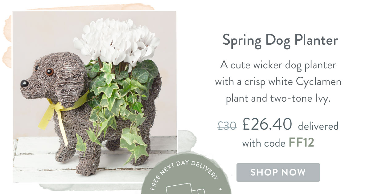 Spring Dog Planter - Only &pound;26.40 delivered with code