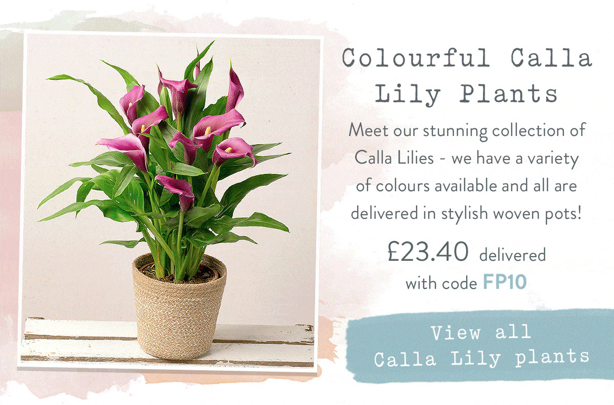 Colourful Calla Lily Plants