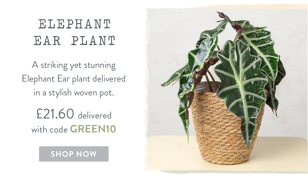 Elephant Ear Plant - only &pound;21.60 delivered