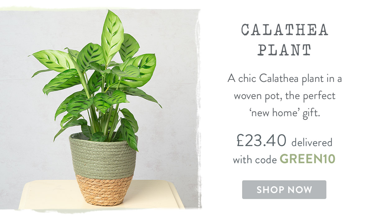 Calathea Plant - only &pound;23.40 delivered