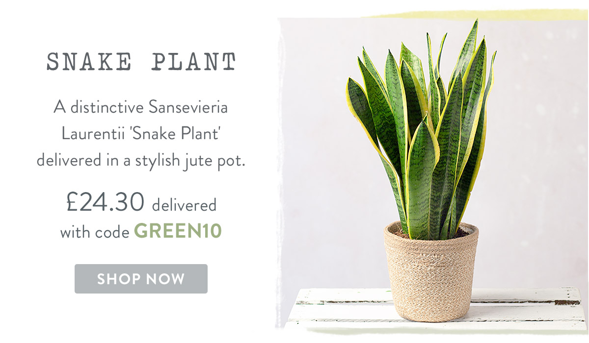 Snake Plant in Jute Pot - only &pound;24.30 delivered