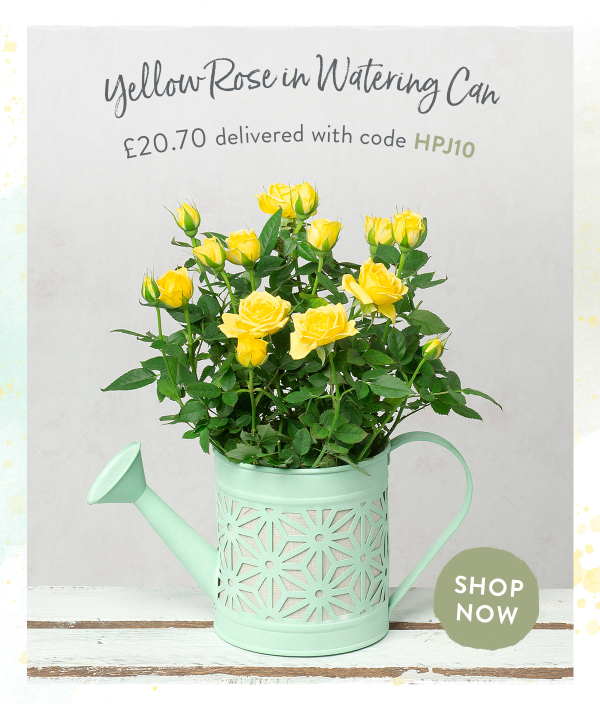 Yellow Rose in Watering Can - only &pound;20.70 delivered