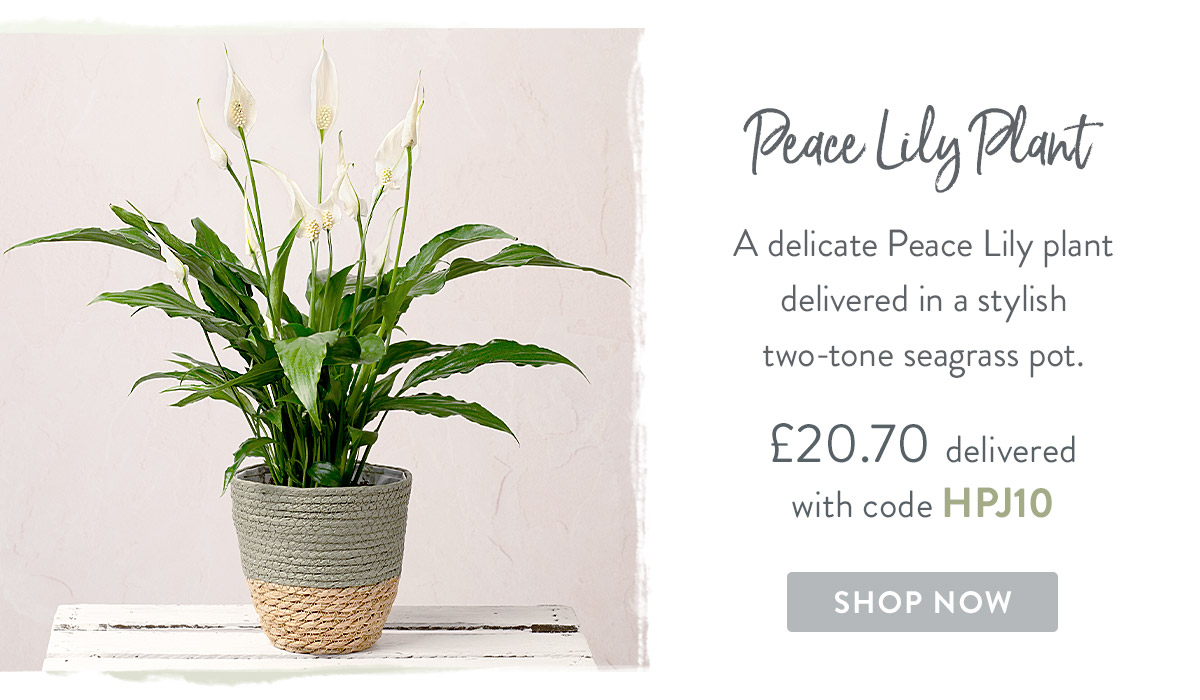 Peace Lily Plant - only &pound;20.70 delivered