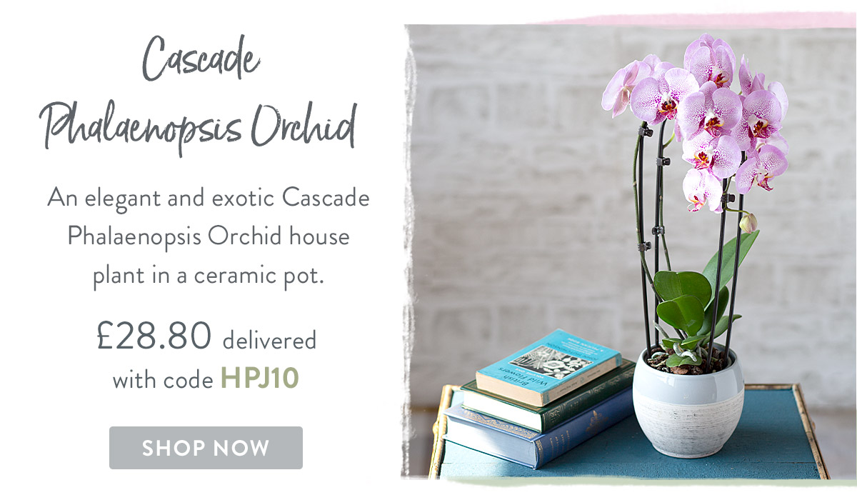 Cascade Phalaenopsis Orchid - only &pound;28.80 delivered