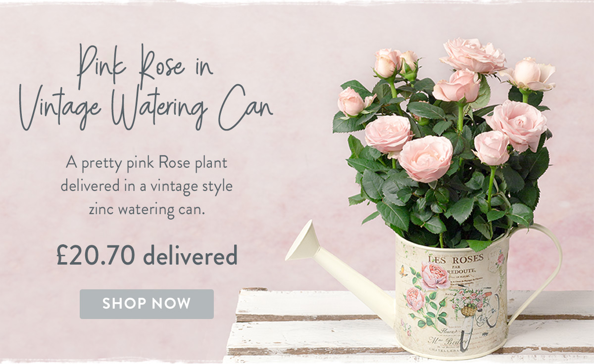 Pink Rose in Vintage Watering Can - only &pound;20.70