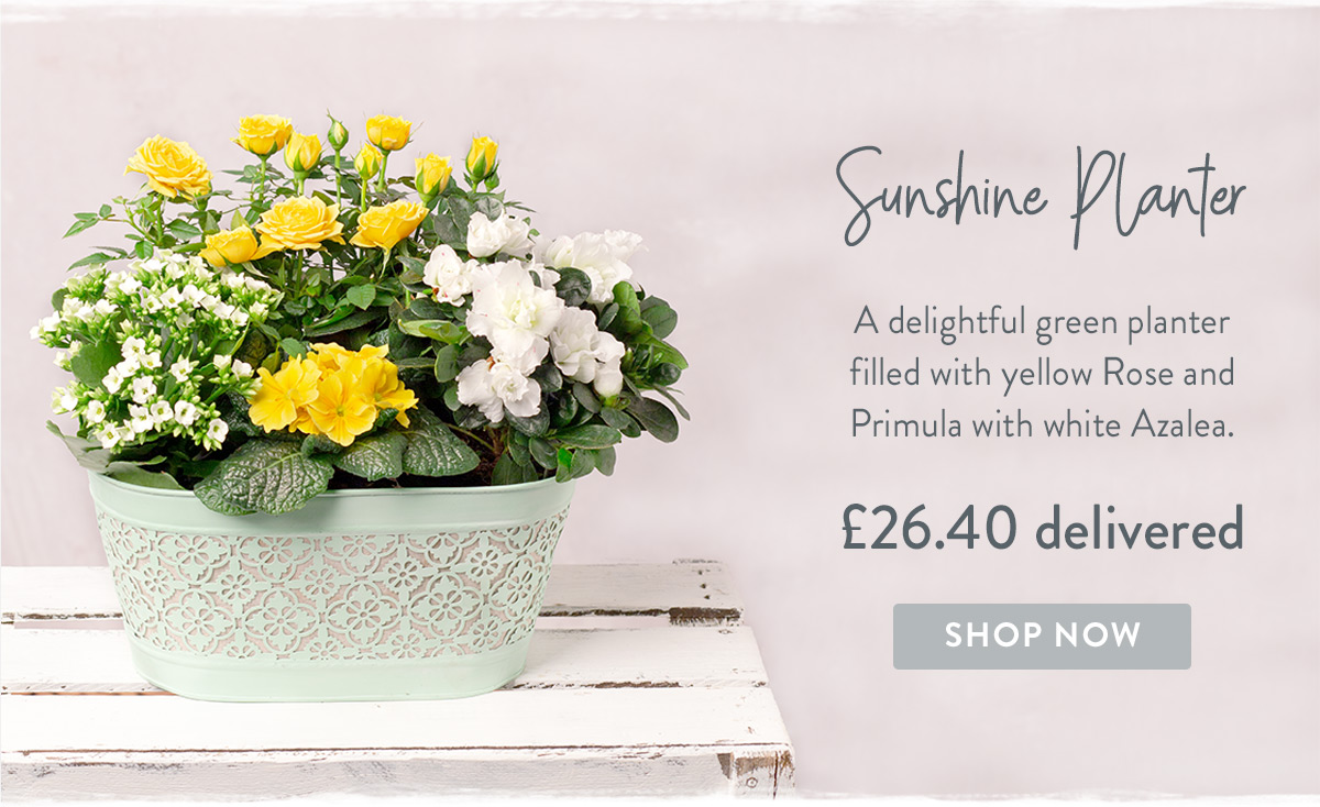 Sunshine Planter - only &pound;26.40