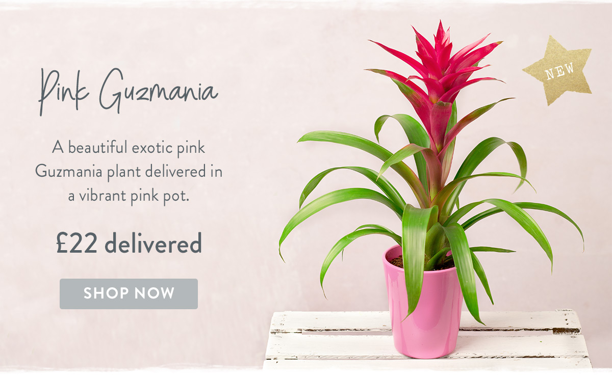 Pink Guzmania - only &pound;22