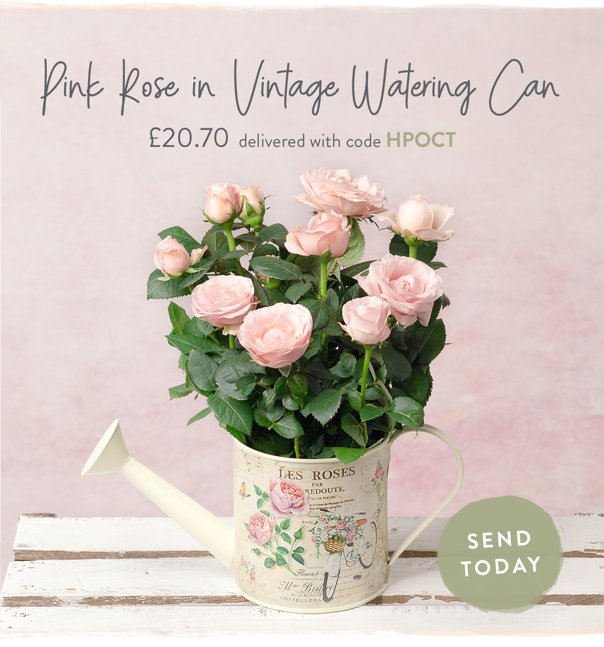 Pink Rose in Watering Can - only &pound;20.70 with promo code
