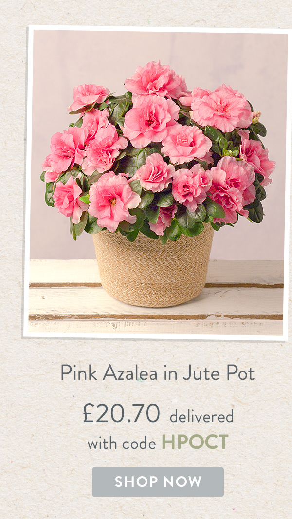 Pink Azalea in Jute Pot - Only &pound;20.70 delivered with code