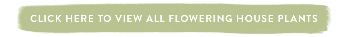 Click here to view all Flowering House Plants