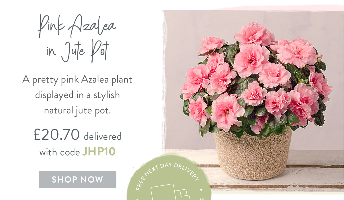 Pink Azalea in Jute Pot - only &pound;20.70 delivered