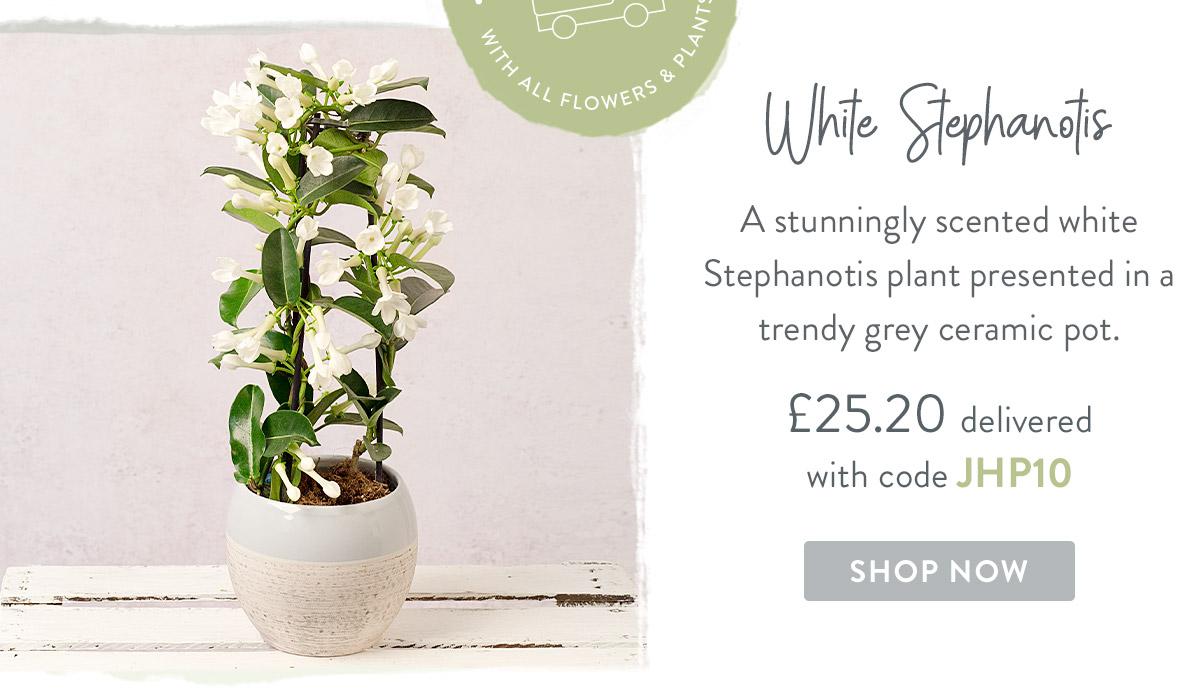 White Stephanotis- only &pound;25.20 delivered