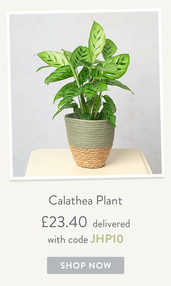 Calathea Plant - only &pound;23.40