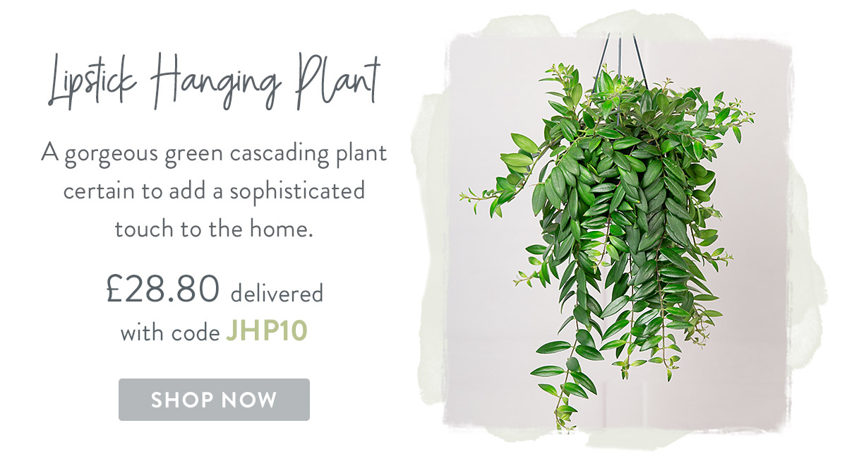 Lipstick Hanging Plant - only &pound;28.80 delivered