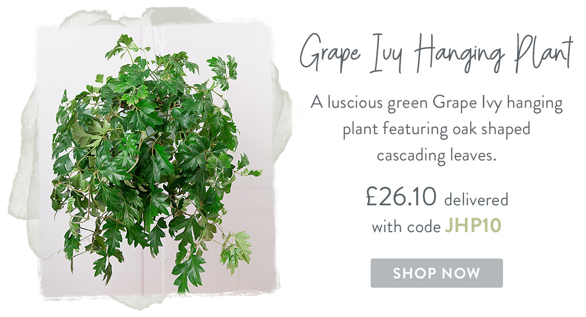 Grape Ivy Hanging Plant - only &pound;26.10 delivered