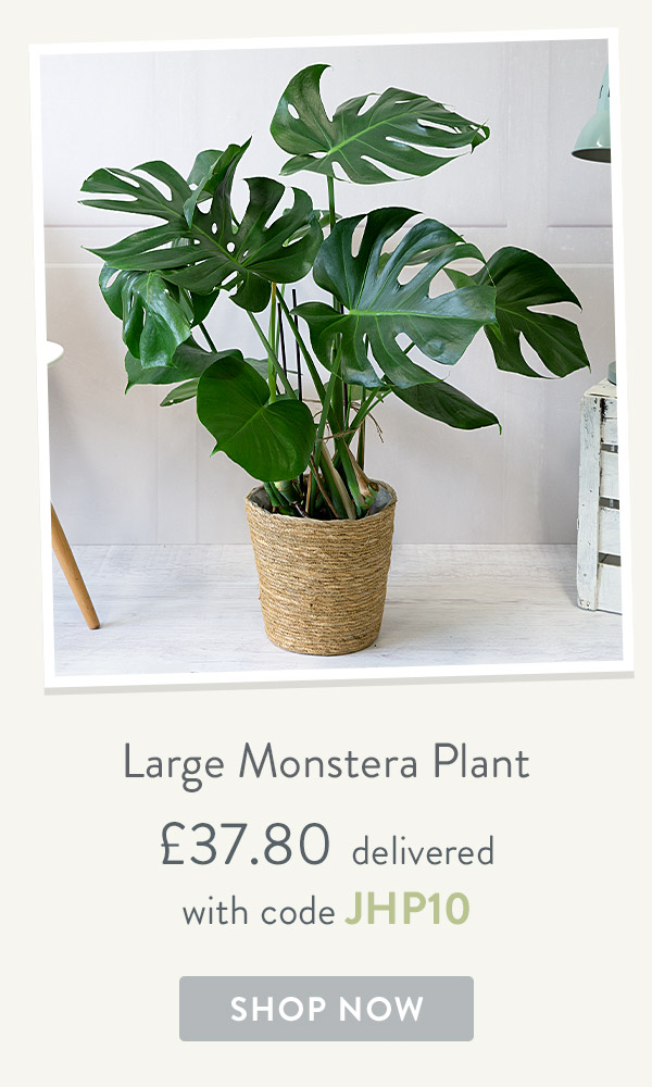 Large Monstera Plant - only &pound;37.80