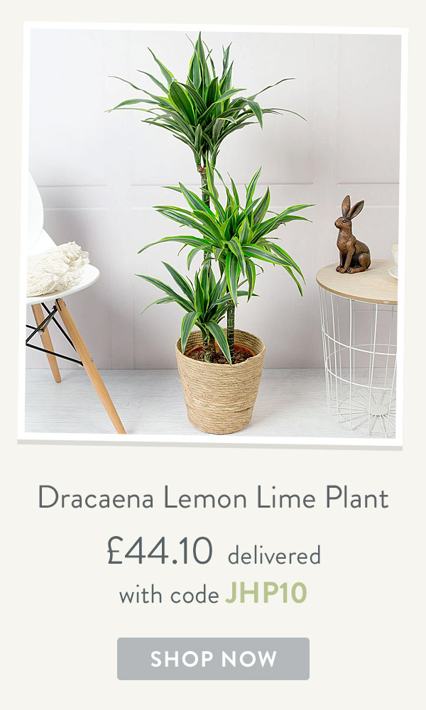 Dracaena Lemon Lime Plant - only &pound;44.10