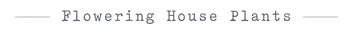 Flowering House Plants