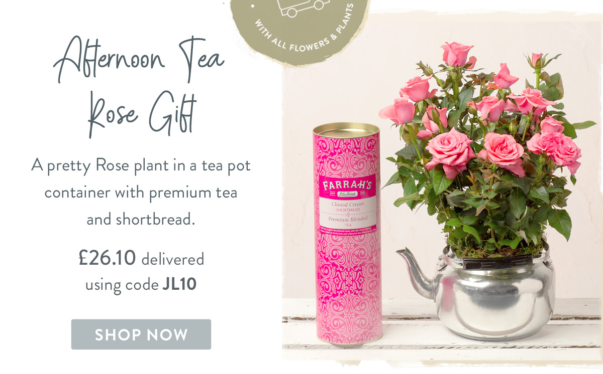Afternoon Tea Rose Gift - only &pound;26.10 when using code