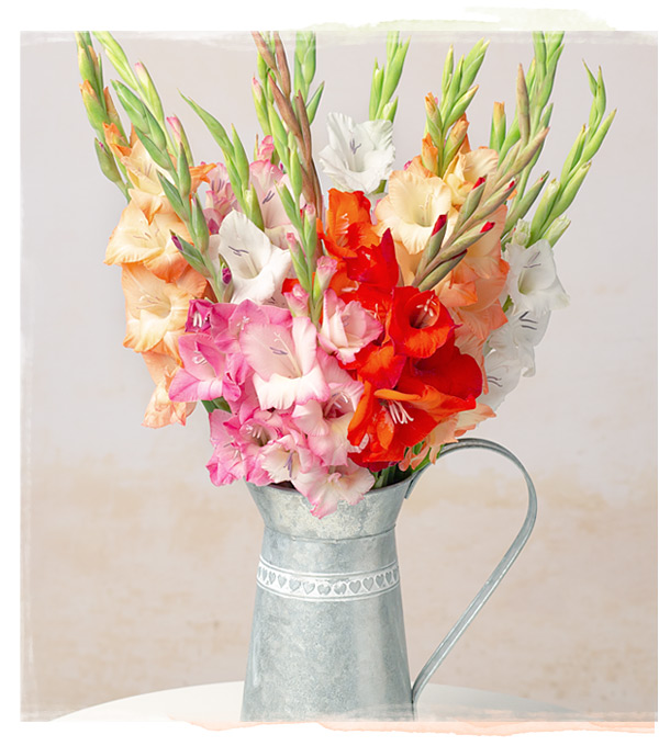 Gladioli Bouquet - Only &pound;21.12 delivered