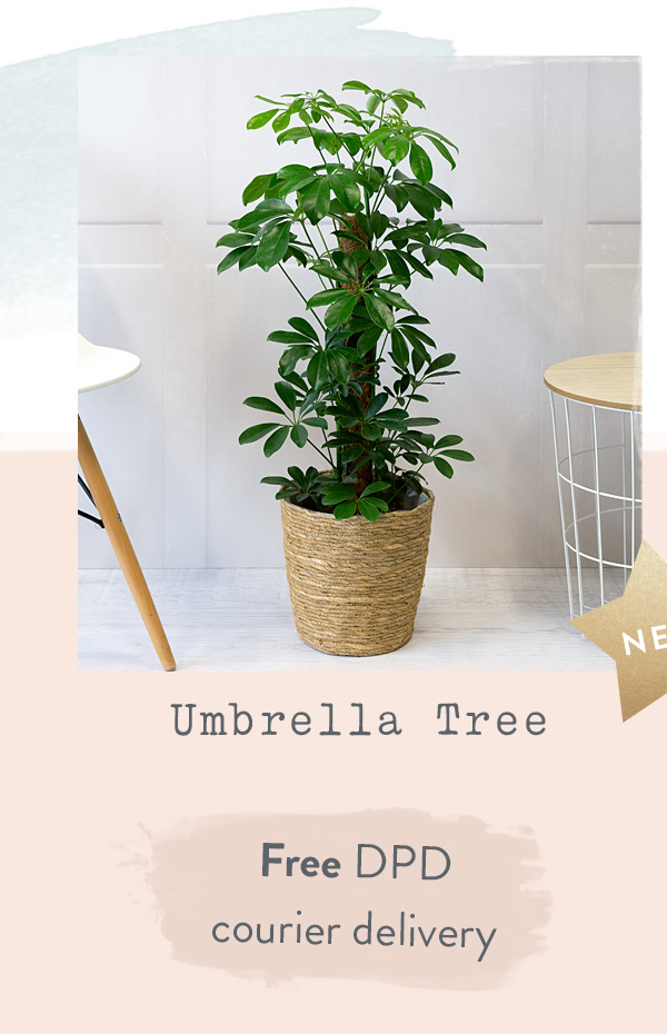 Umbrella Tree - Only &pound;31.68 delivered